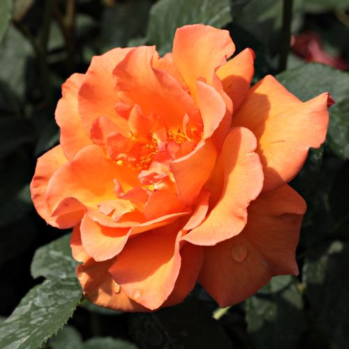 Gärtnerei - Rosa Ariel - orange - teehybriden-edelrosen - stark duftend - Bees of Chester - Dekorative Blüten in schönen Farben, auch als Schnittrose geeignet.